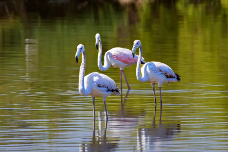 birdwatching at ousteri lake