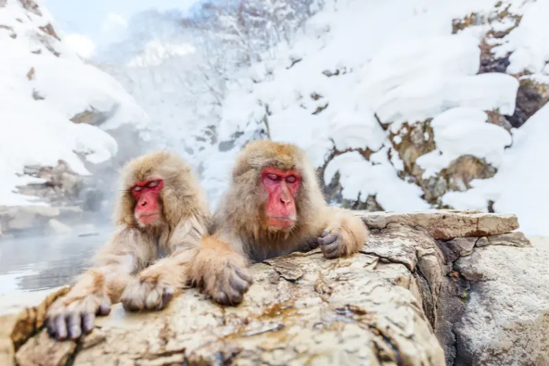 yamanouchi – onsen town & snow monkeys